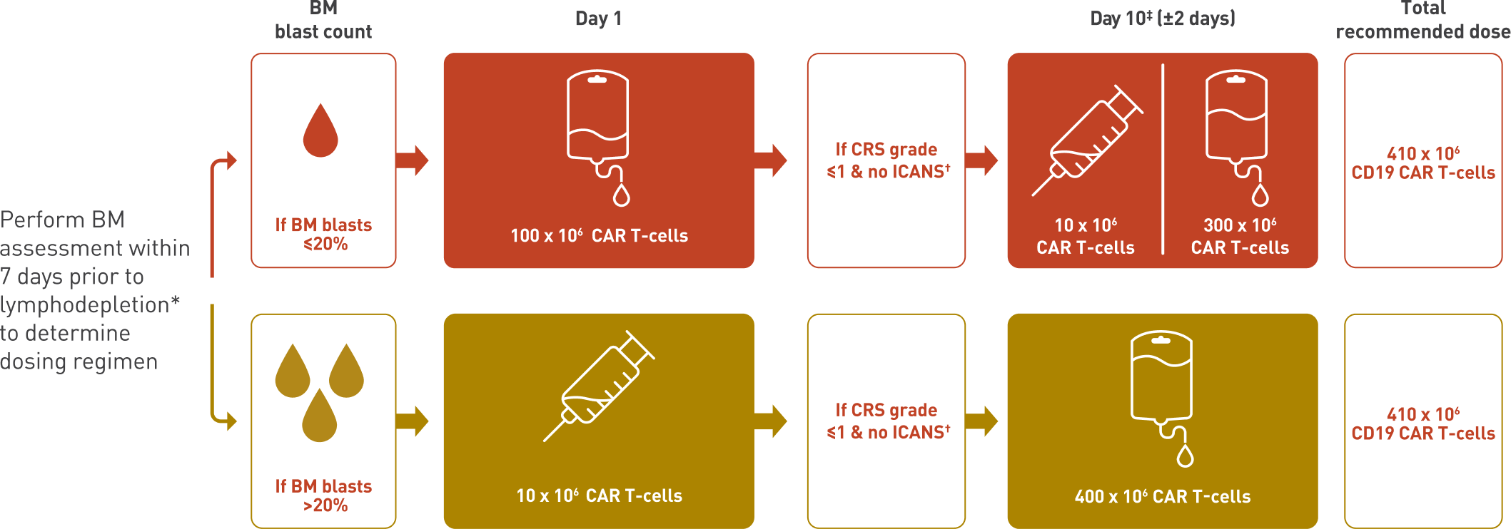 Split-dosing chart showing how bone marrow blast count determines CAR T-cell dosing. If BM blasts are 20% or less, 100 x 10^6 CAR T-cells are given on Day 1, followed by 10 x 10^6 and 300 x 10^6 CAR T-cells on Day 10, if CRS grade is 1 or less and there is no ICANS, for a total recommended dose of 410 x 10^6 CD19 CAR T-cells. If BM blasts are above 20%, 10 x 10^6 CAR T-cells are given on Day 1, followed by 400 x 10^6 CAR T-cells on Day 10, if CRS grade is 1 or less and there is no ICANS, for the same total recommended dose.